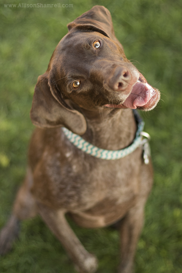 happy san diego pointer