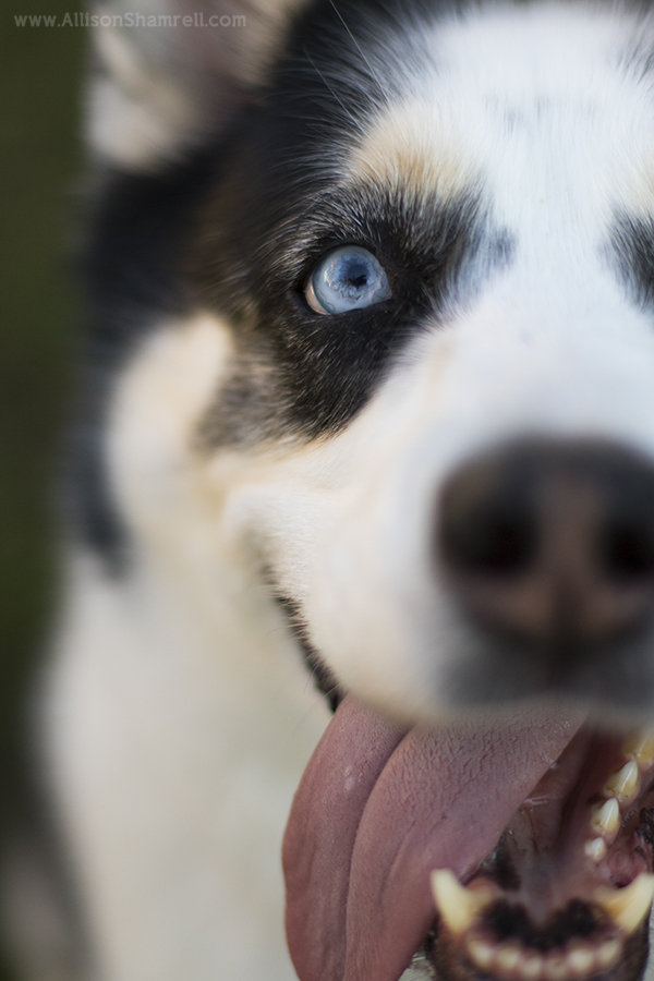 husky close up