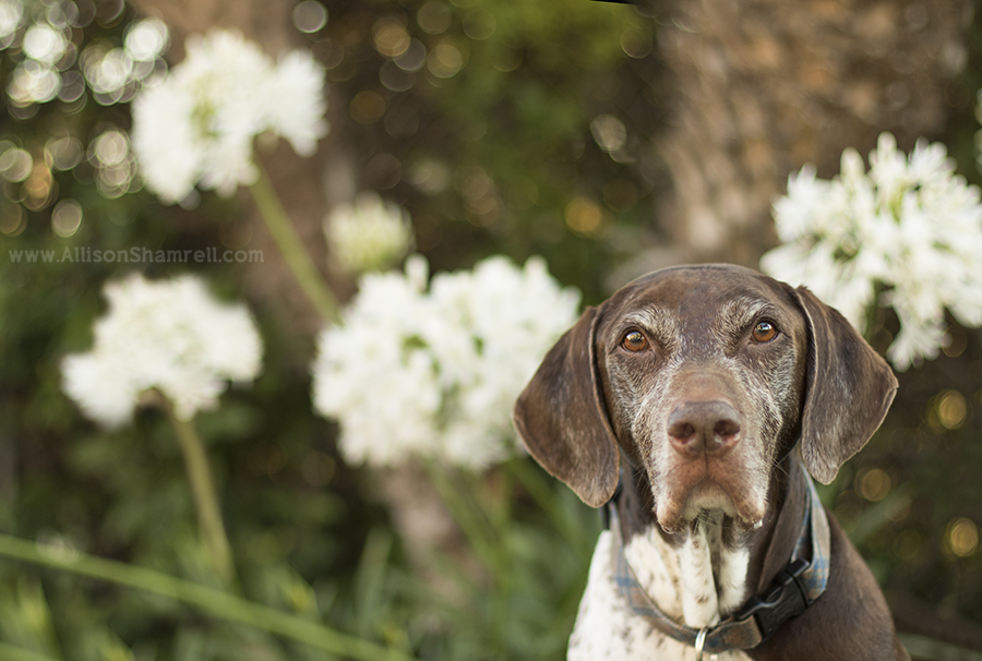 San Diego pointer dog