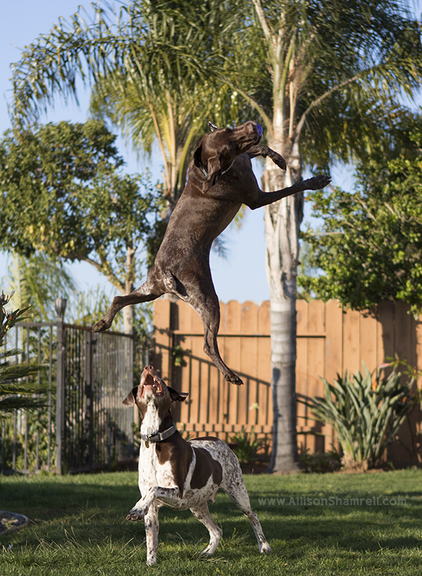 San Diego pointer jumping