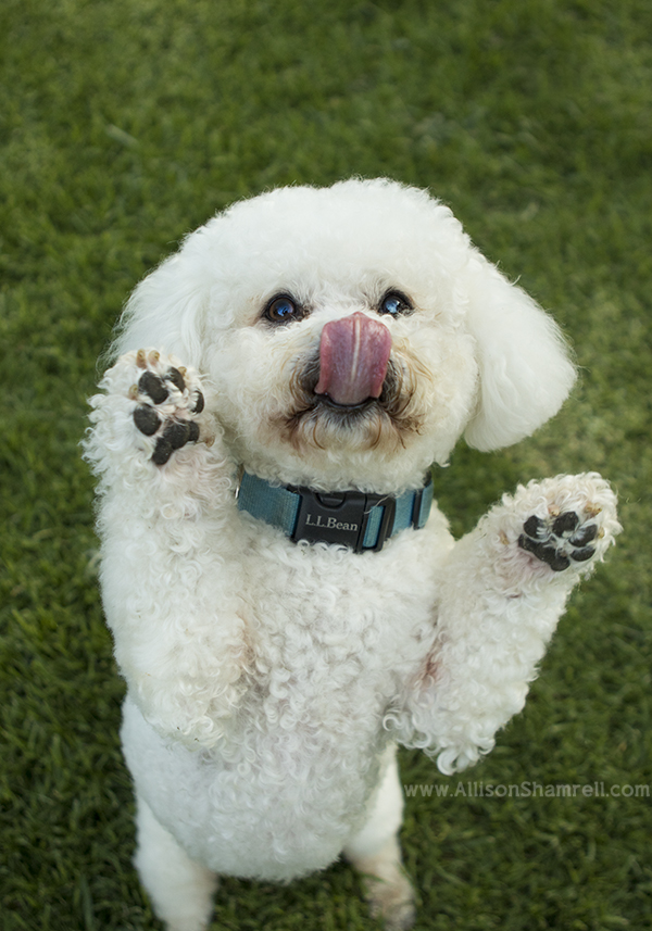 san diego dog