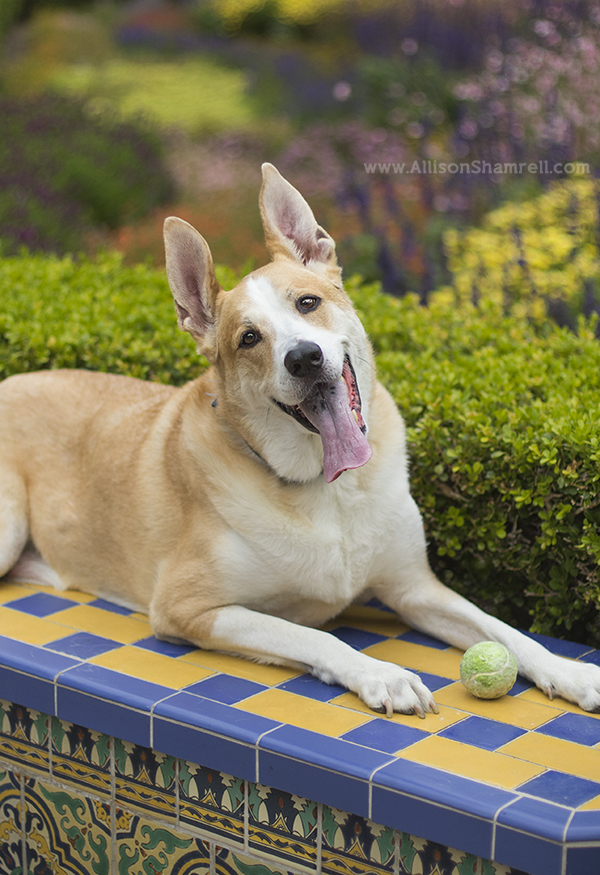 dog in balboa park