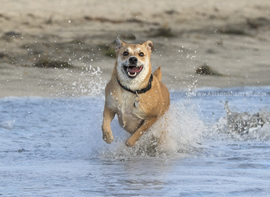 del mar mutt