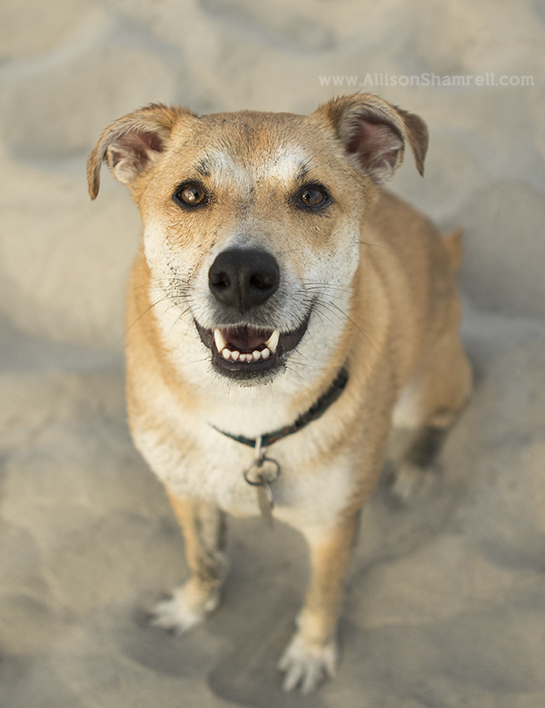 del mar mutt