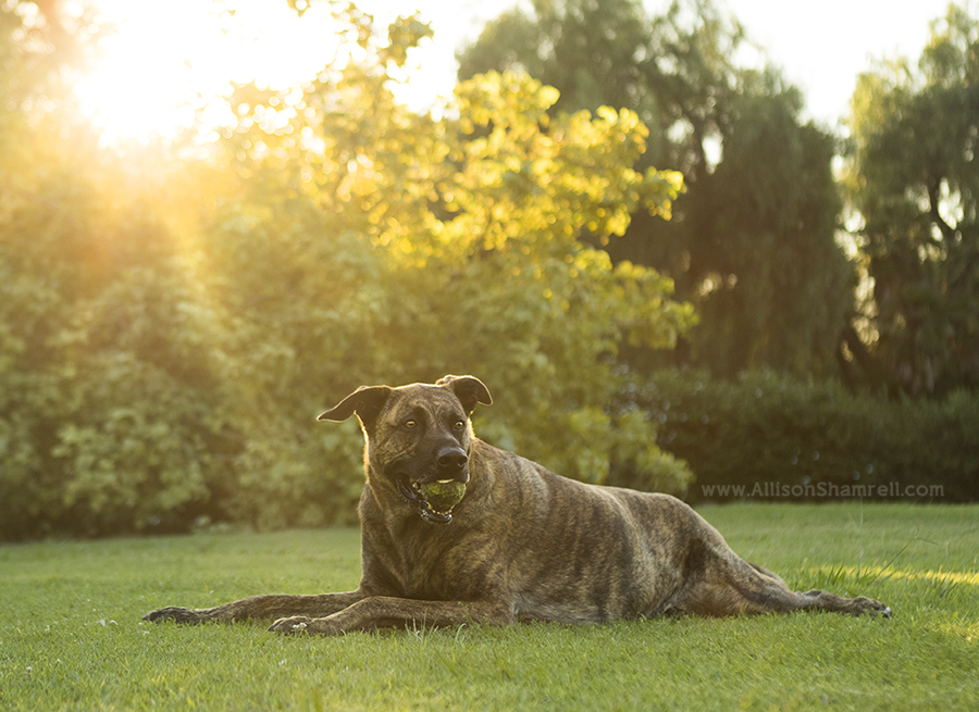 san diego dutch shepherd