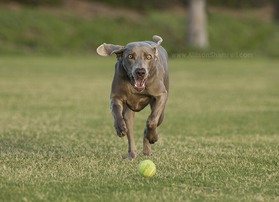 encinitas dog photo