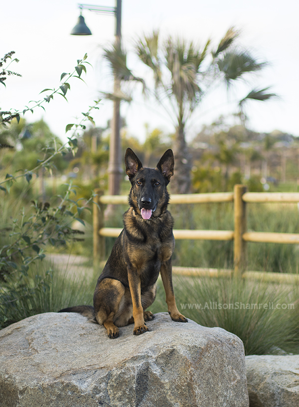 encinitas dog photography