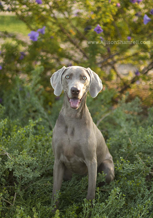 encinitas pet photography