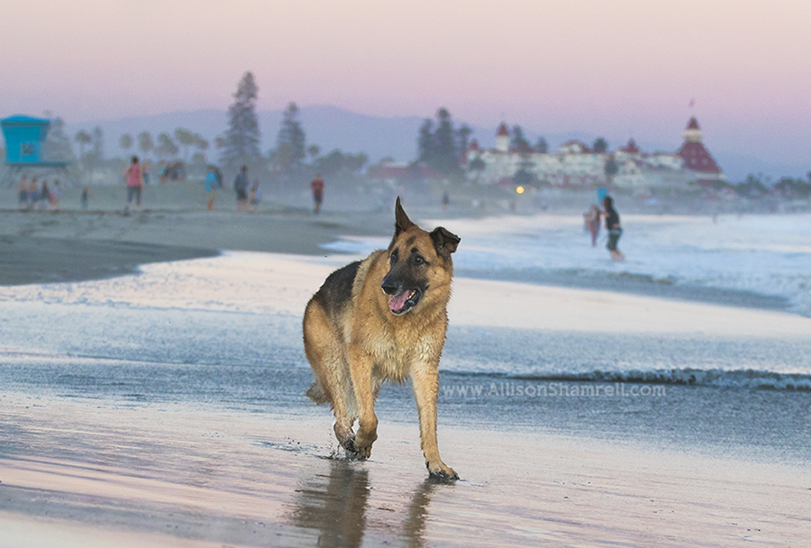 san diego german shepherd
