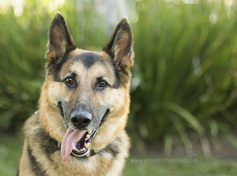 german shepherd san diego