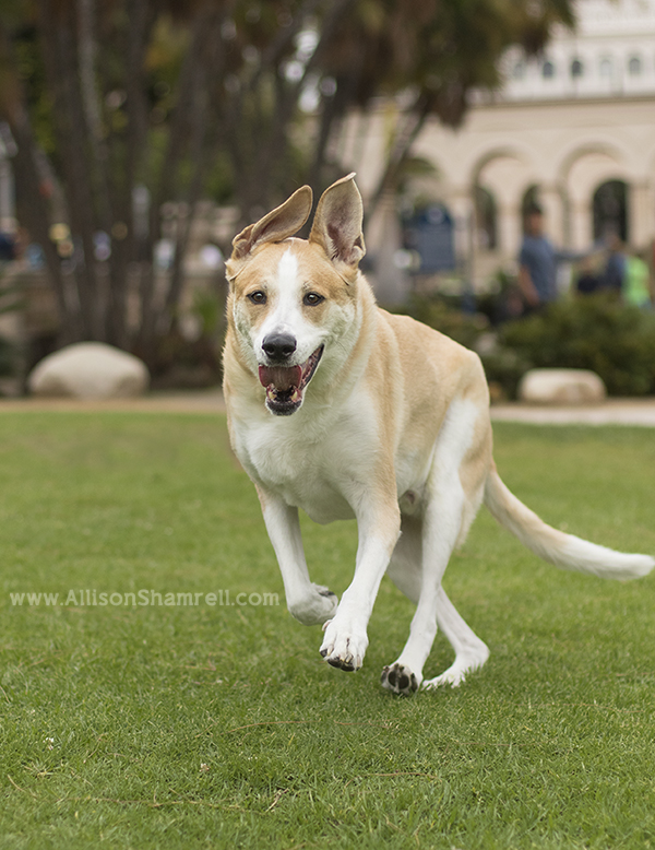running happy dog
