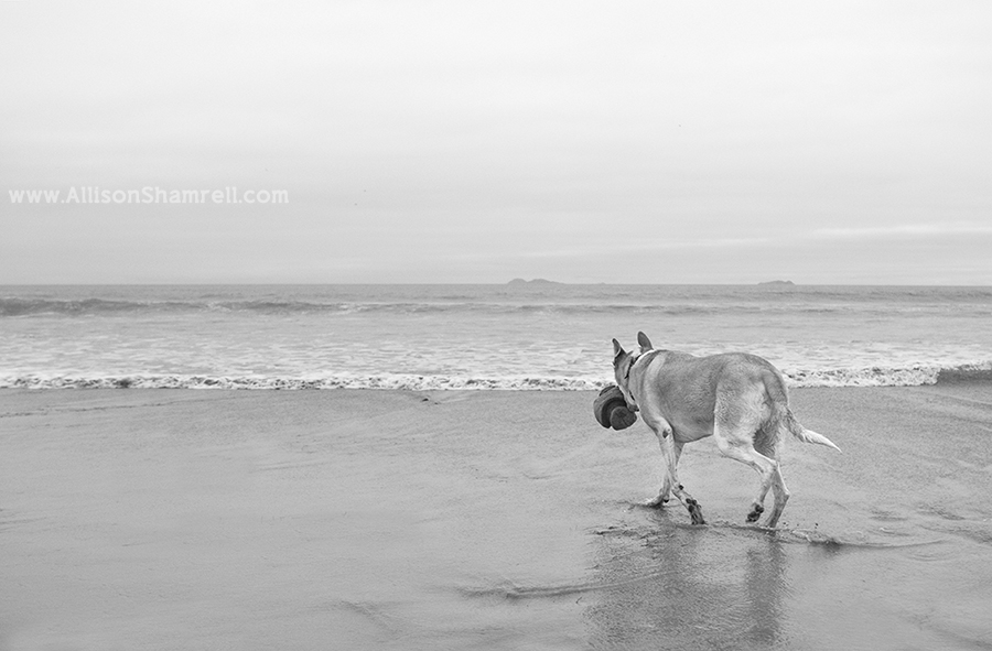 old dog beach