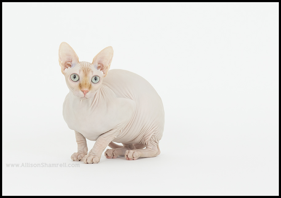 sphynx cat