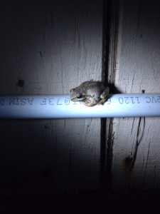 frog