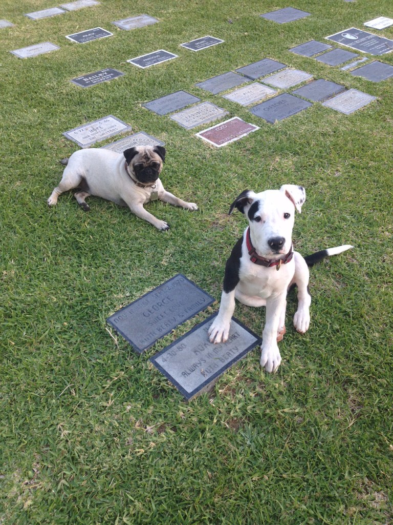 dogs in pet cemetery