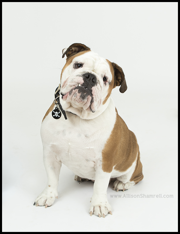 english bulldog san diego