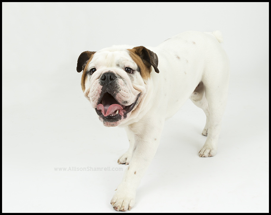 english bulldog photo