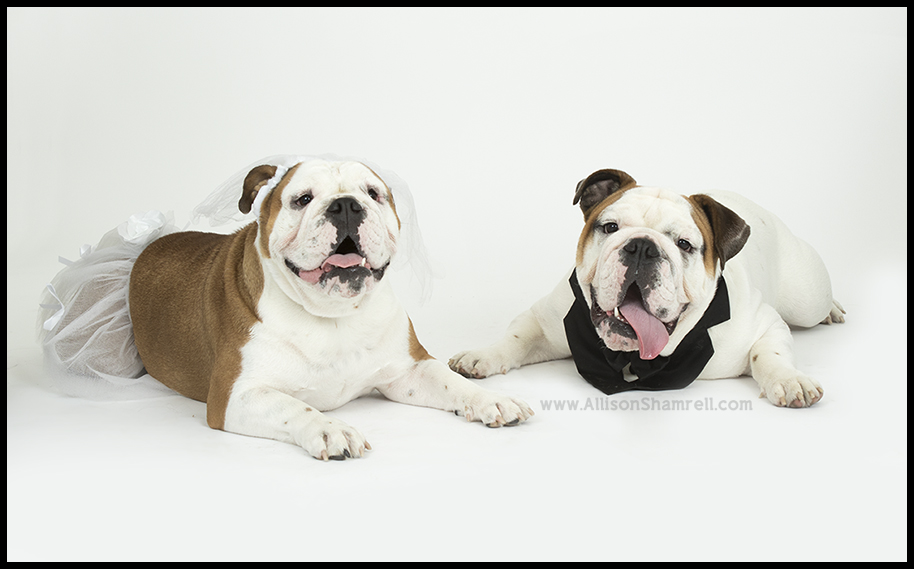 english bulldogs wedding