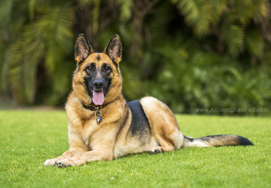 german shepherd dog san diego