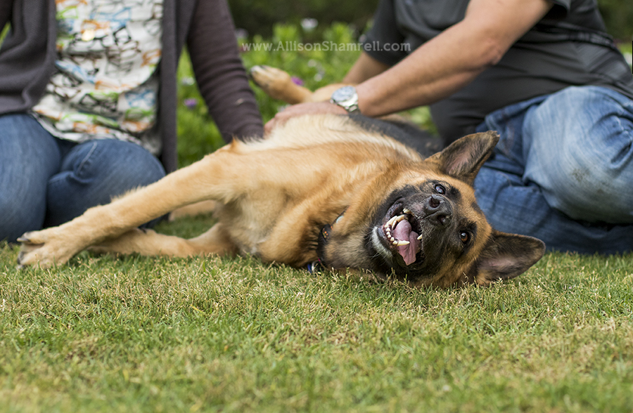 german shepherd san diego
