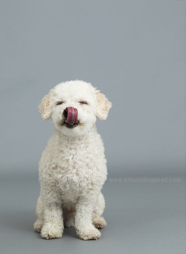 san diego maltipoo