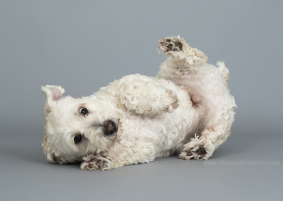 maltipoo san diego