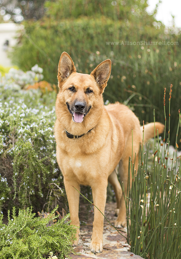 rancho santa fe pet photography
