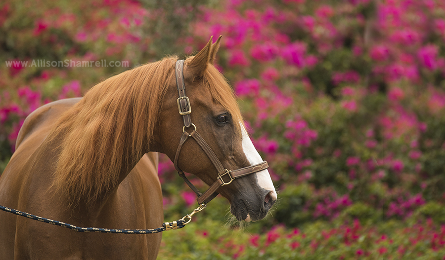 rancho santa fe horse photography