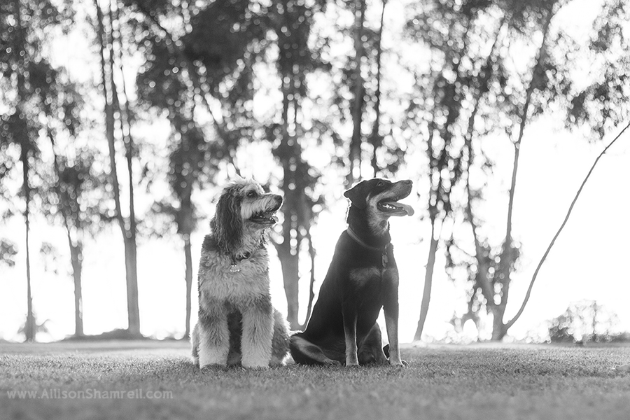black and white photo of two dogs