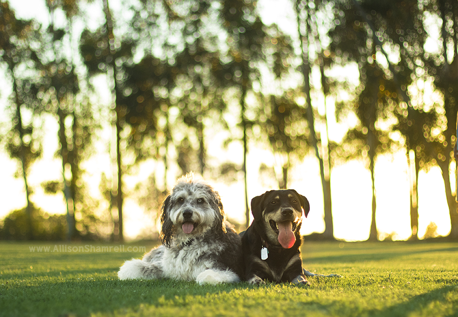 two dogs san diego