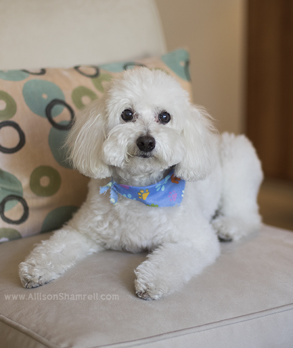 cute poodle downtown san diego