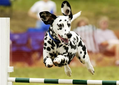dalmatian_jumping