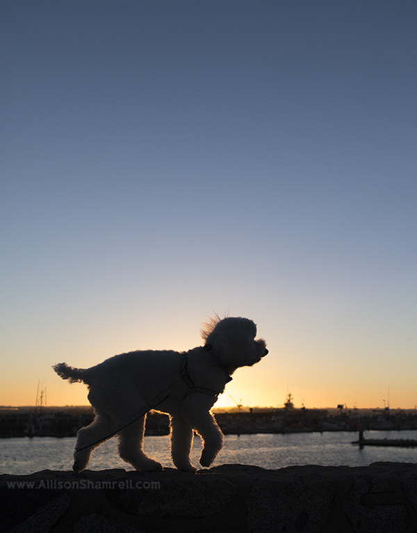 downtown poodle