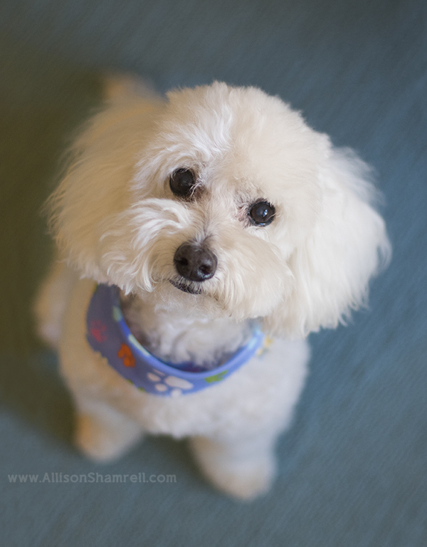 poodle downtown san diego