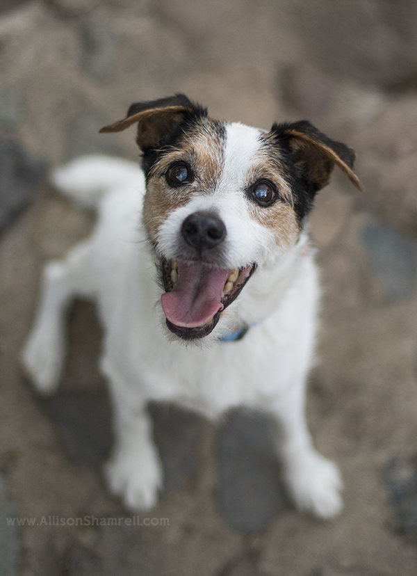 mission trails park dog