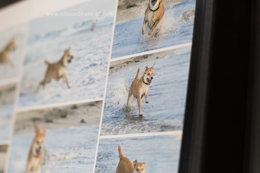 pet photo album