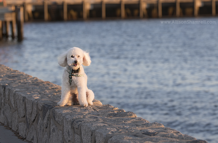 mini poodle downtown
