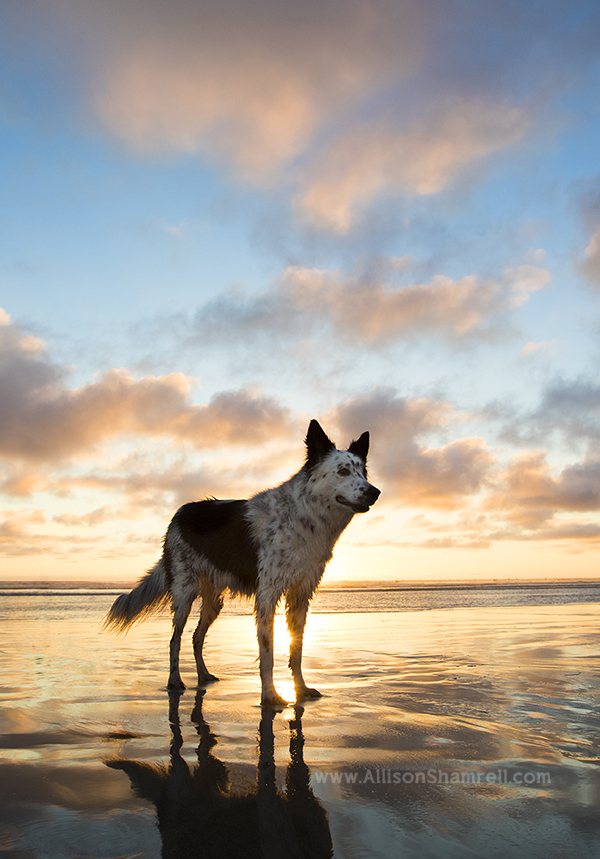 border collie mix beach