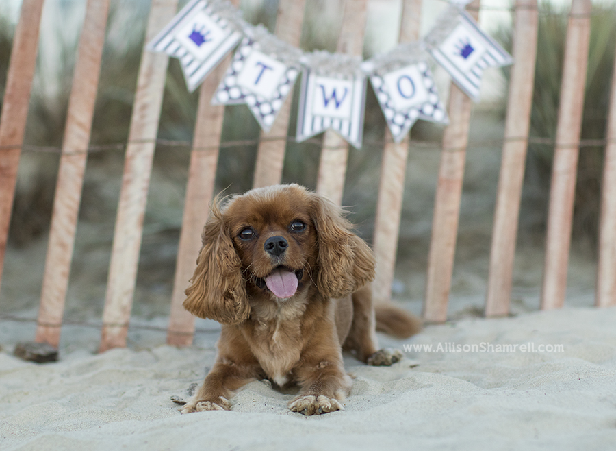 cute cavalier dog