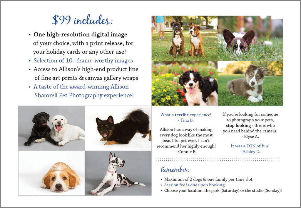 holiday mini sessions pet photography