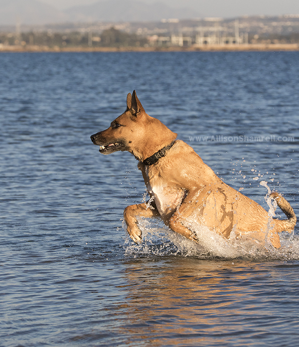 San Diego Belgian Malinois