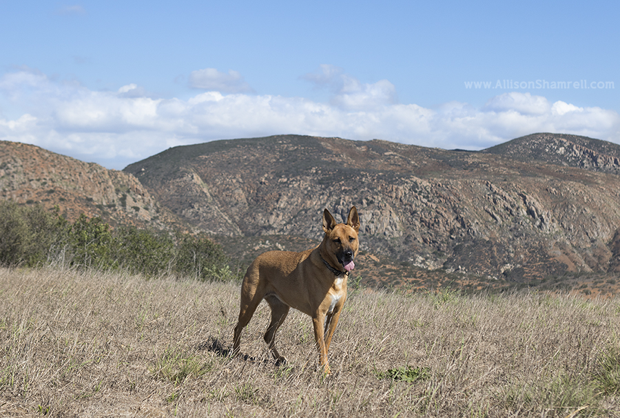 san diego belgian malinois