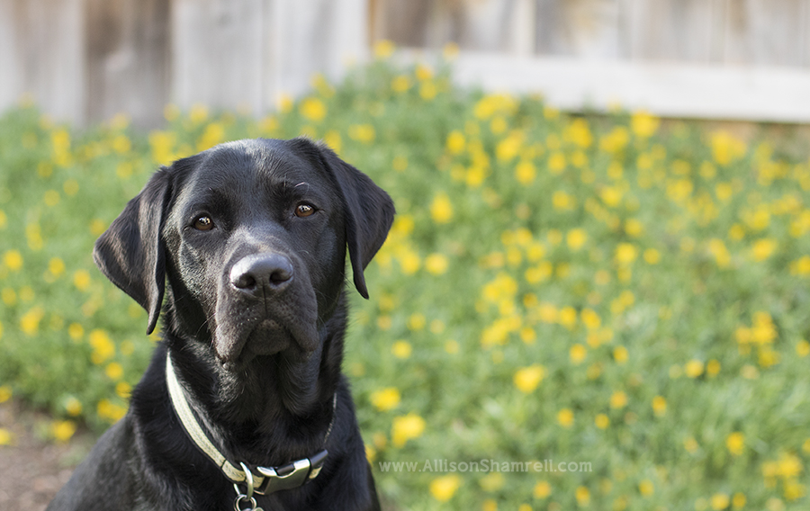 san diego service dog
