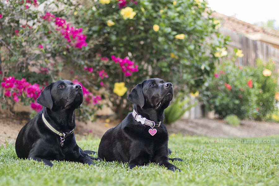 service dogs san diego