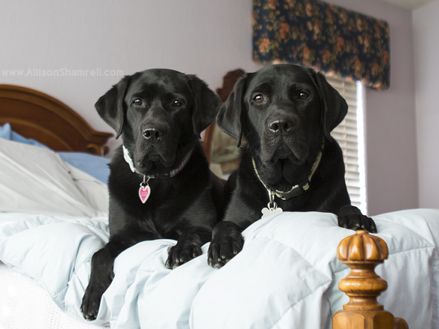 cute san diego service dogs