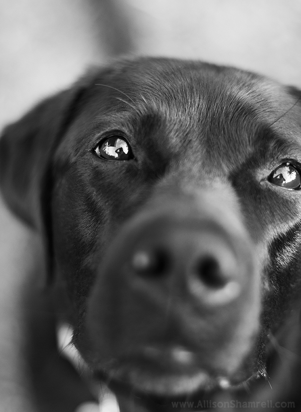 service dog san diego