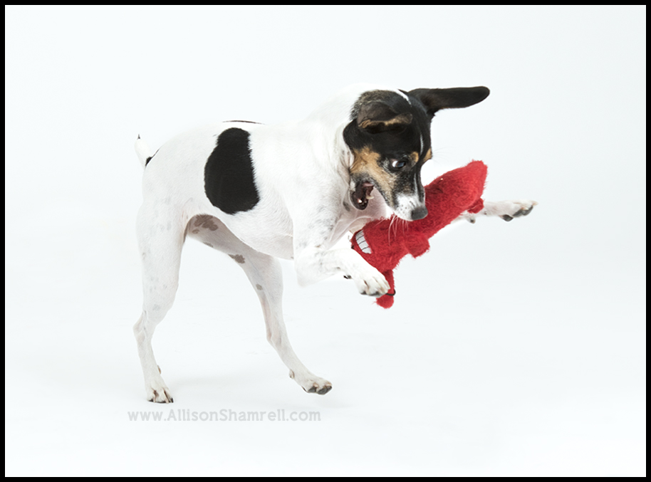 rat terrier playing