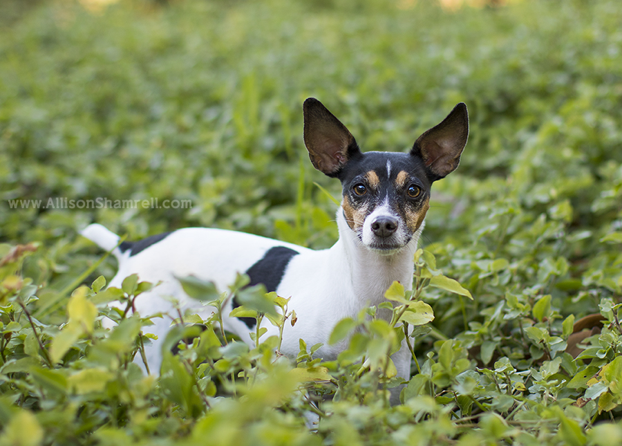 rat terrier san diego
