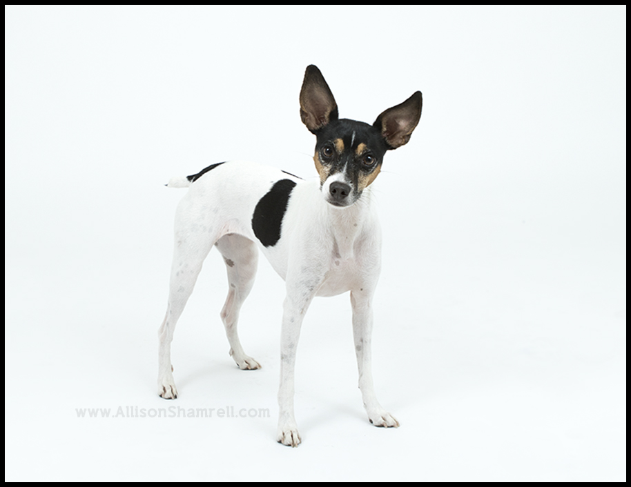 rat terrier studio picture