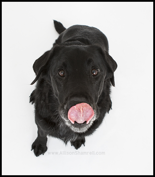 san diego service dog